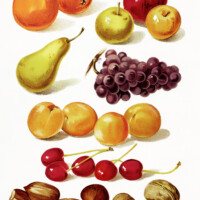 fruit and nuts illustration, food clip art, orange apple grapes cherries, vintage kitchen printable, school lesson healthy snack
