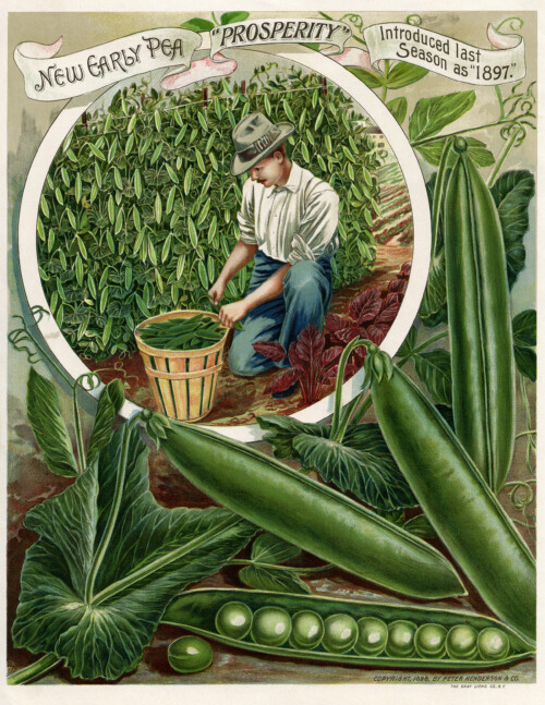 vintage garden clipart, henderson early pea, man picking peas, garden catalogue page, vegetable garden printable