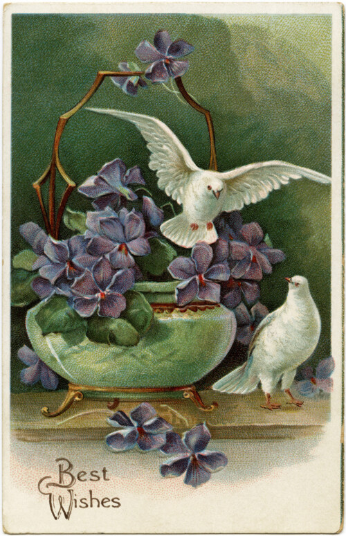 free vintage ephemera, digital download image, vintage postcard birds, purple flowers doves clipart, old fashioned postcard download