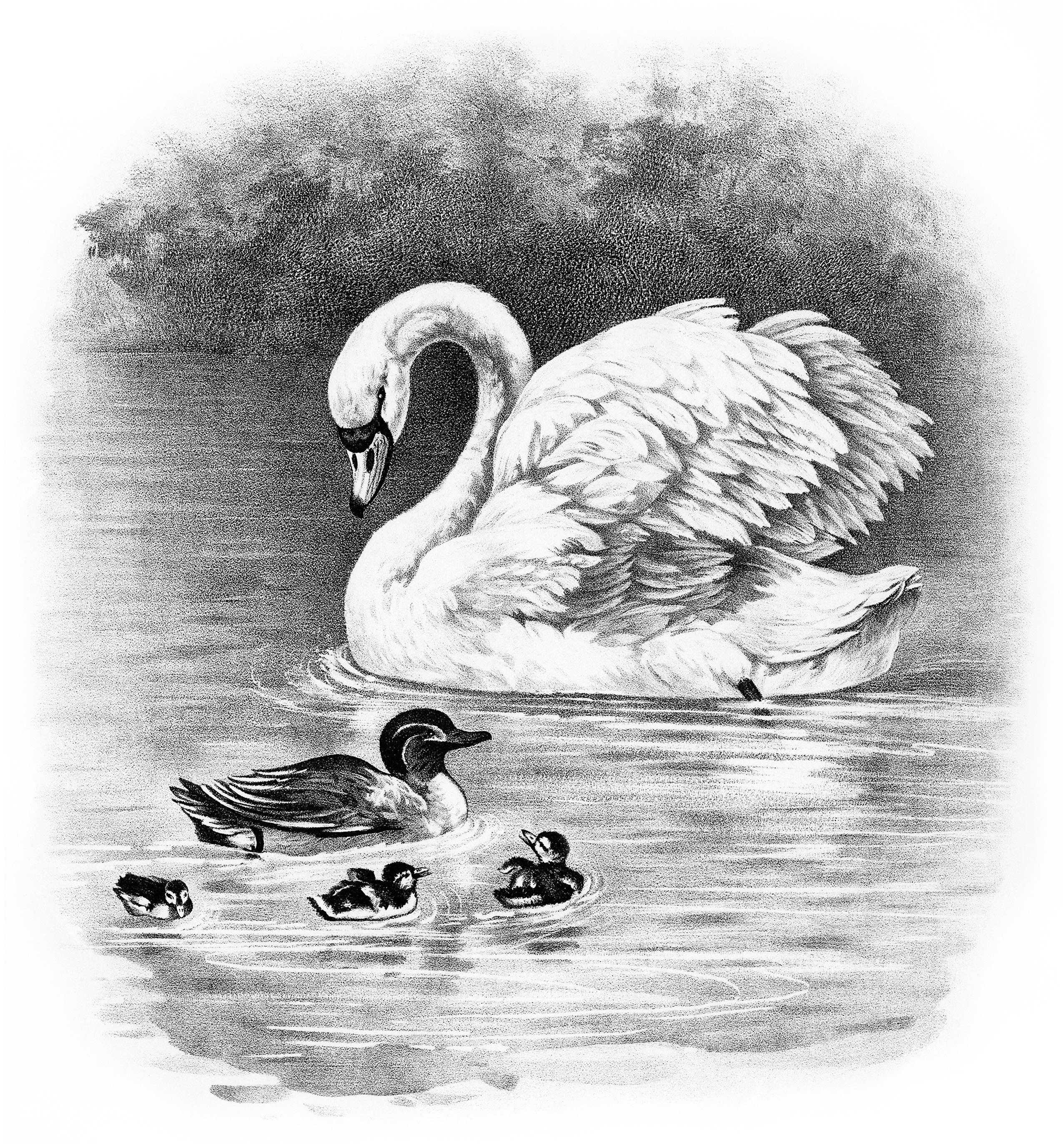 vintage animal clipart, swan duck duckling image, black and white clip art, farm animal illustration, old fashioned bird art, vintage bird printable