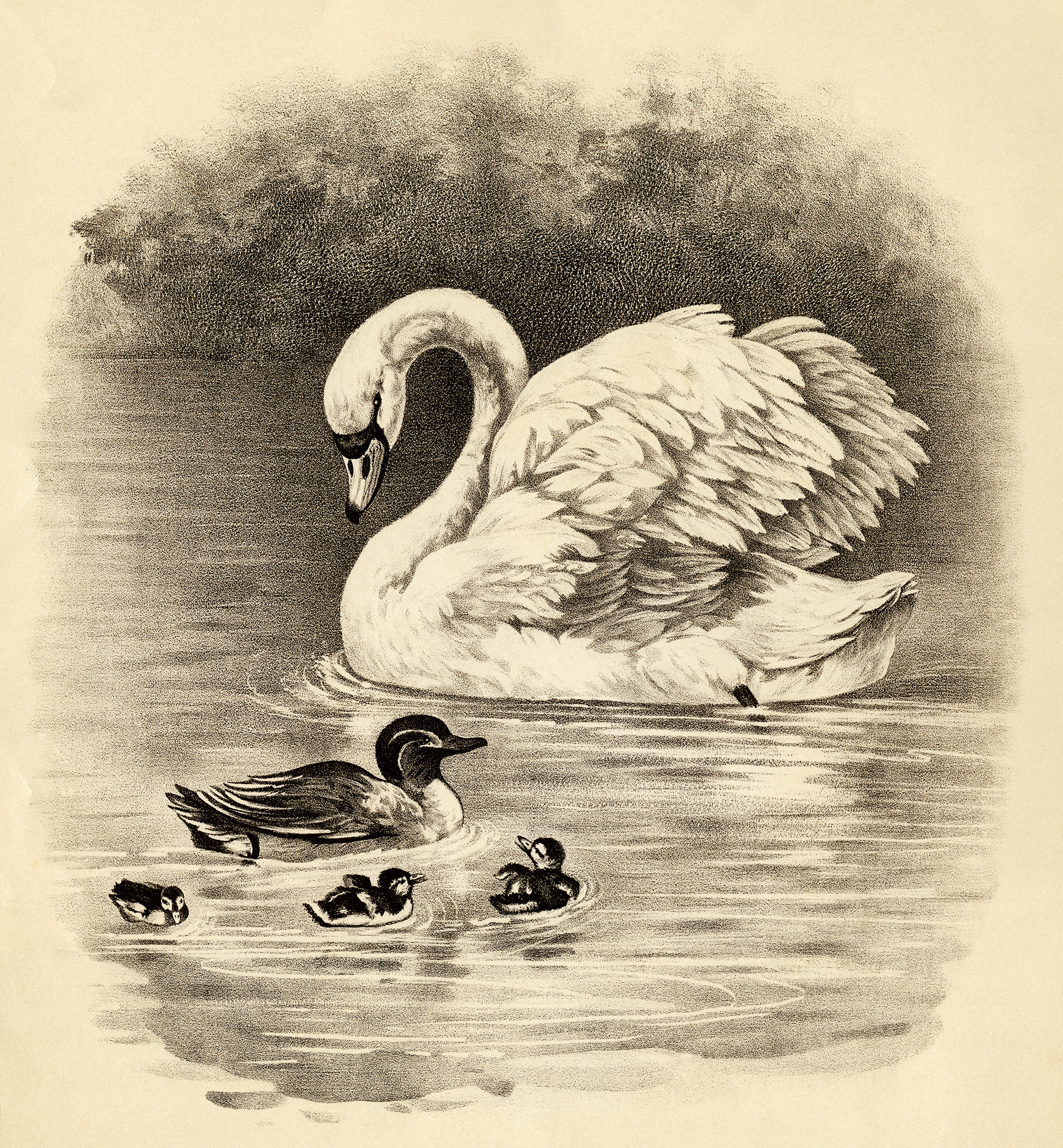 Swan, Duck, Ducklings ~ Free Vintage Clip Art - Old Design ...