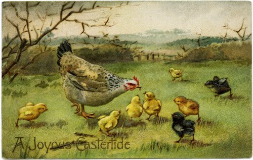 vintage easter postcard, old fashioned easter card, hen feeding chicks, printable chicken clipart, public domain digital image