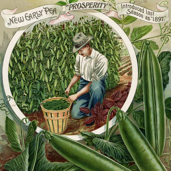 free vintage garden peas printable
