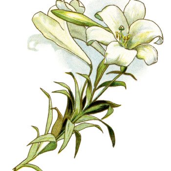 vintage flower clipart, white lily image, easter lily illustration, antique floral clip art, gems from holmes