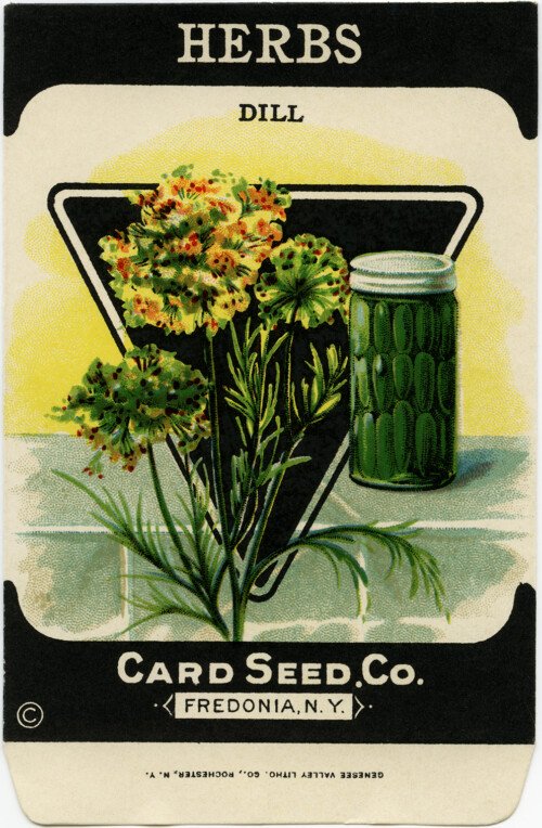 vintage garden clip art, old fashioned seed package, dill herb image, dill pickles illustration, card seed co