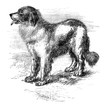 newfoundland dog image, vintage dog clipart, black and white clip art, animal printable, happy puppy dog illustration