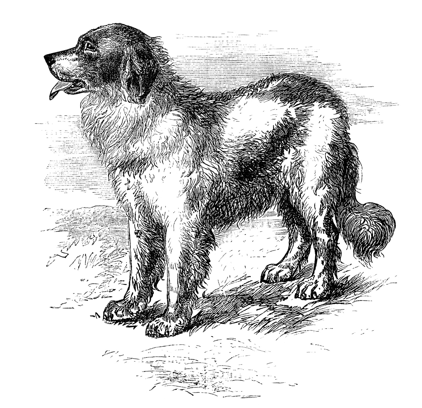 newfoundland dog image, vintage dog clipart, black and white clip art, animal printable, happy puppy dog illustration
