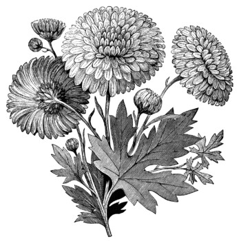 vintage flower clipart, early flowering chrysanthemum, chrysanthemum illustration, black and white clipart, vintage garden printable