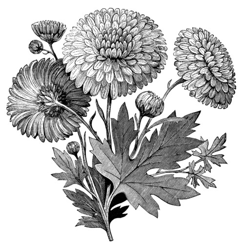 vintage flower clipart, early flowering chrysanthemum, chrysanthemum illustration, black and white clipart, vintage garden printable