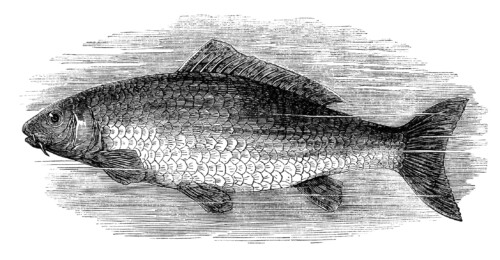black and white clip art, vintage fish clipart, salmon image, carp illustration, printable fish graphics