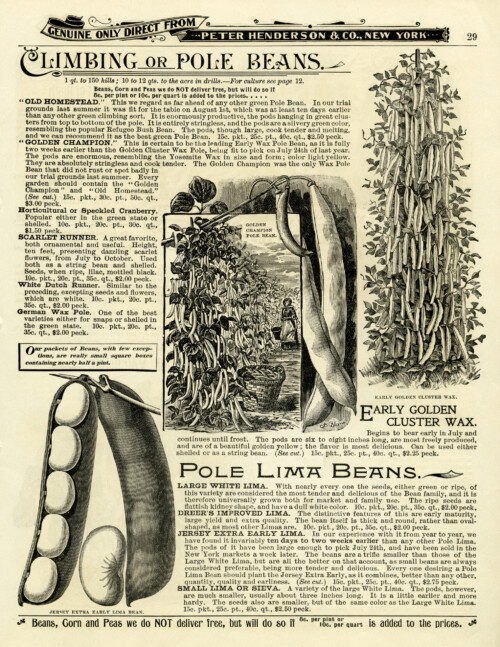 garden catalogue page, climbing beans illustration, black and white clipart, vintage garden clip art, vegetable garden image, pole beans image, beans in pod