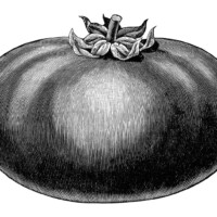 black and white clipart, vintage garden printable, tomato clip art, vegetable garden, tomato illustration
