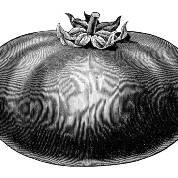 black and white clipart, vintage garden printable, tomato clip art, vegetable garden, tomato illustration