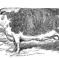 vintage cow clipart, mrs beeton hereford steer, black and white printable, bull with horns image, public domain animal illustration