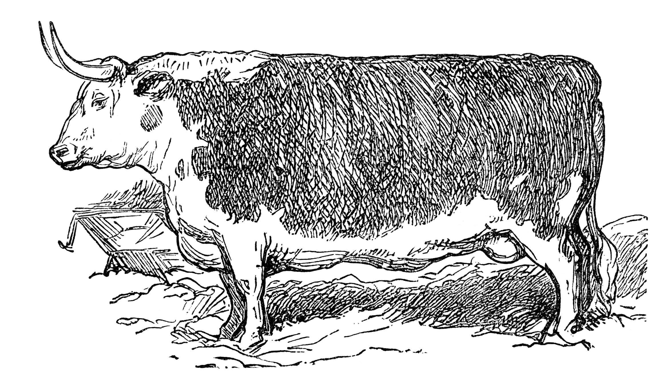 vintage cow clipart, mrs beeton hereford steer, black and white printable, bull with horns image, public domain animal illustration