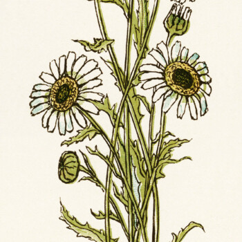Kate Greenaway, bouquet of daisies, vintage daisy image, vintage flowers clipart, flower printable