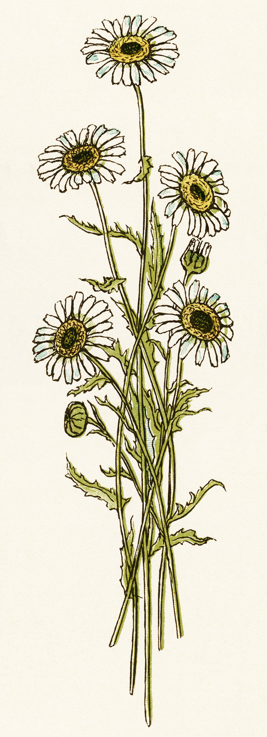 Kate Greenaway, bouquet of daisies, vintage daisy image, vintage flowers clipart, flower printable