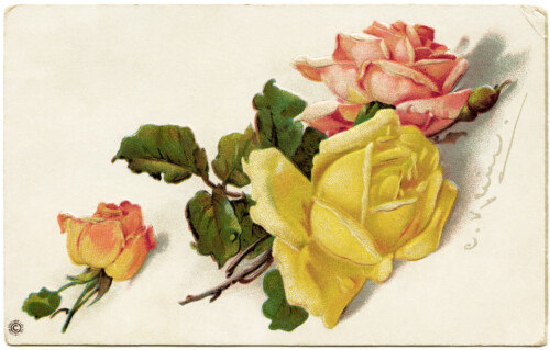 stecher postcard, catherine klein roses, antique birthday postcard, vintage birthday graphic, vintage flower clipart, old roses image