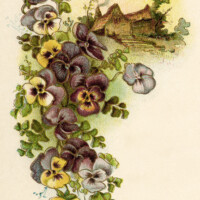 vintage pansy, free vintage image, pansies cottage illustration, vintage flower clipart, pansies clipart