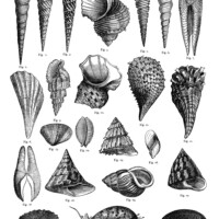 sea shells clipart, free digital collage sheet, vintage sea shell, black and white clip art, vintage sea graphic
