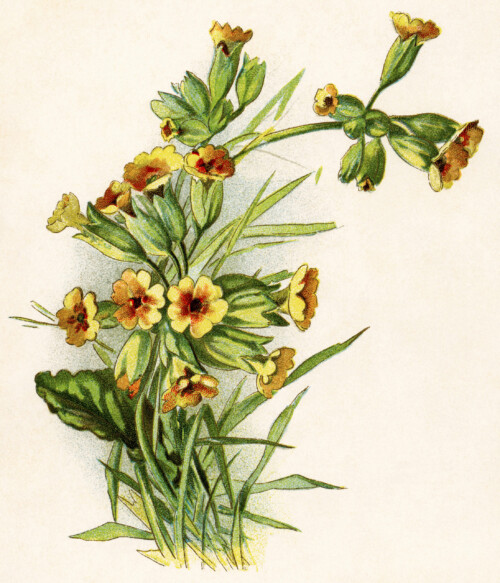 yellow flower illustration, gems from holmes, vintage flower clipart, antique floral clip art, free vintage image