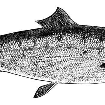 black and white clip art, vintage fish clipart, salmon image, carp illustration, printable fish graphics