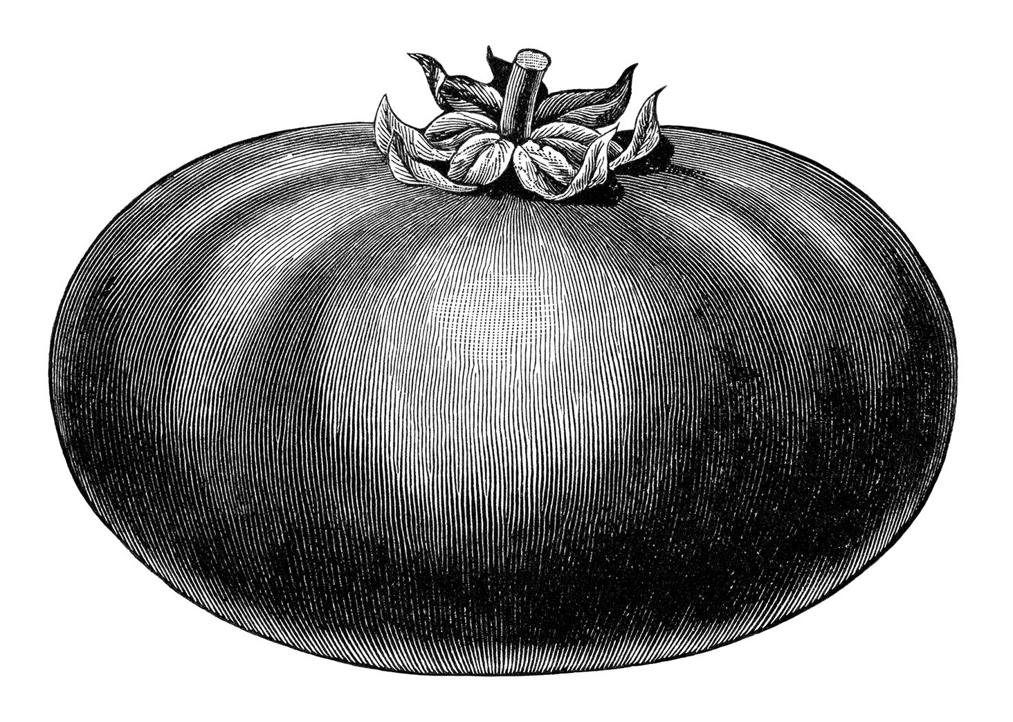black and white clipart, vintage garden printable, tomato clip art, vegetable garden, tomato illustration