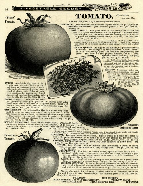 black and white clipart, vintage garden printable, tomato clip art, vegetable garden, tomato illustration