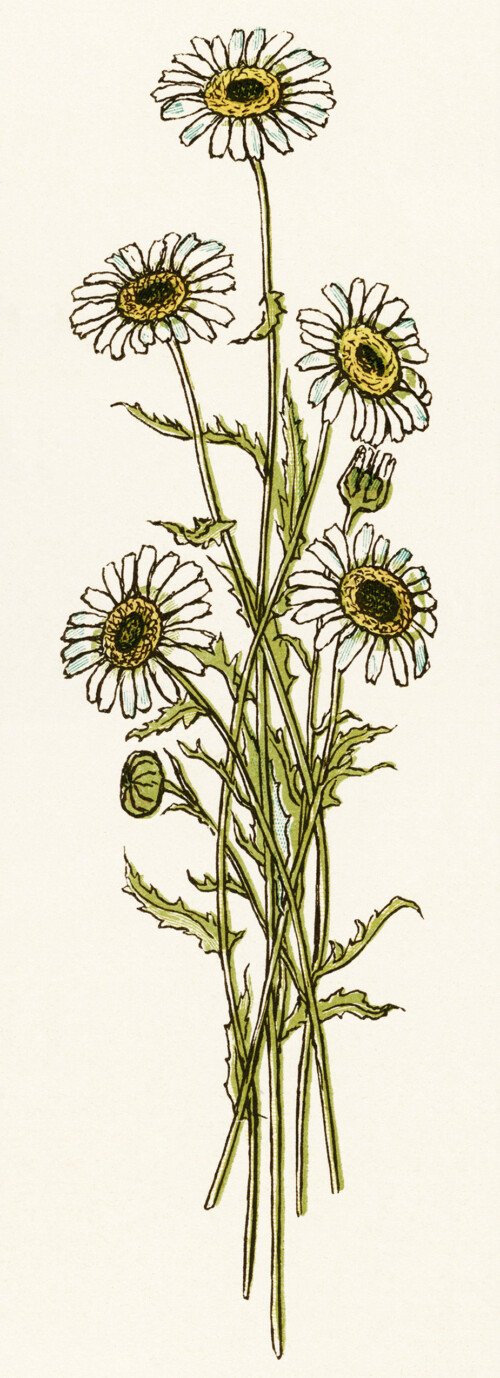 Kate Greenaway, bouquet of daisies, vintage daisy image, vintage flowers clipart, flower printable