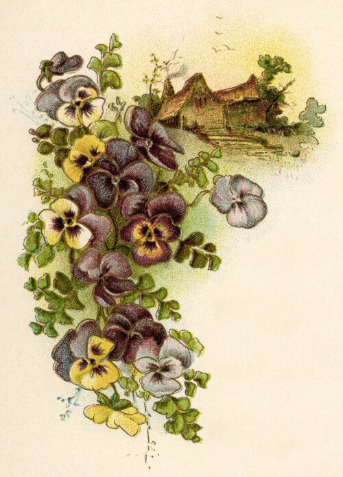 vintage pansy, free vintage image, pansies cottage illustration, vintage flower clipart, pansies clipart