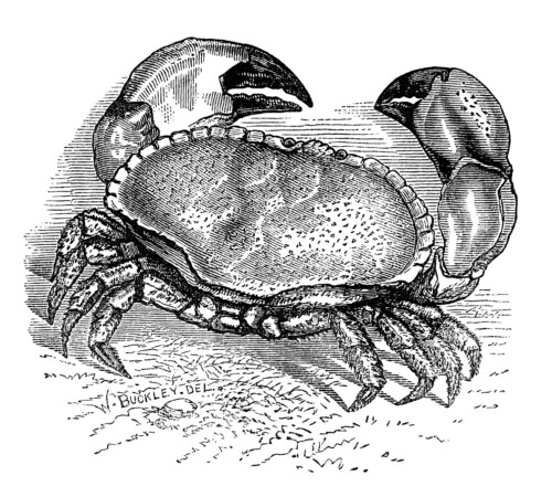 crab clip art, black and white clipart, vintage crab engraving, sea crustacean illustration, cancer pagurus crab image