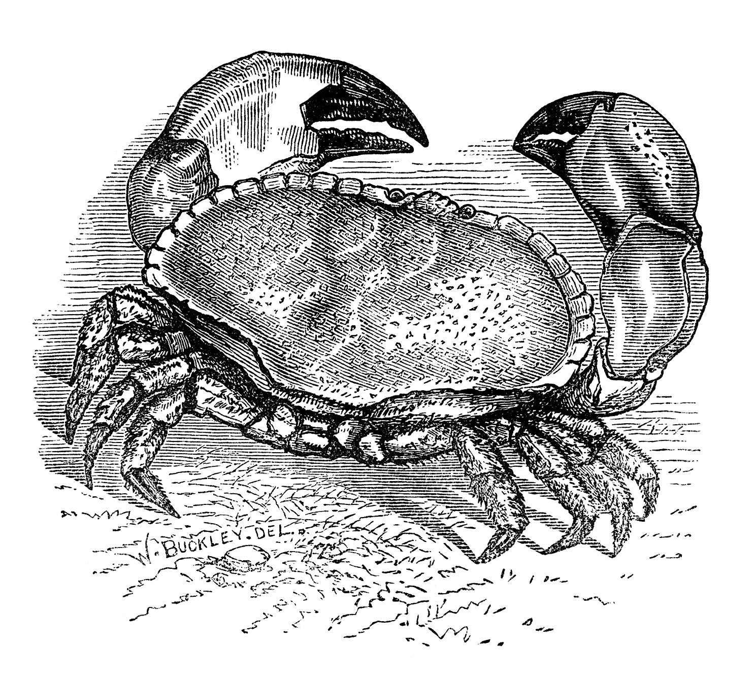 crab clip art, black and white clipart, vintage crab engraving, sea crustacean illustration, cancer pagurus crab image