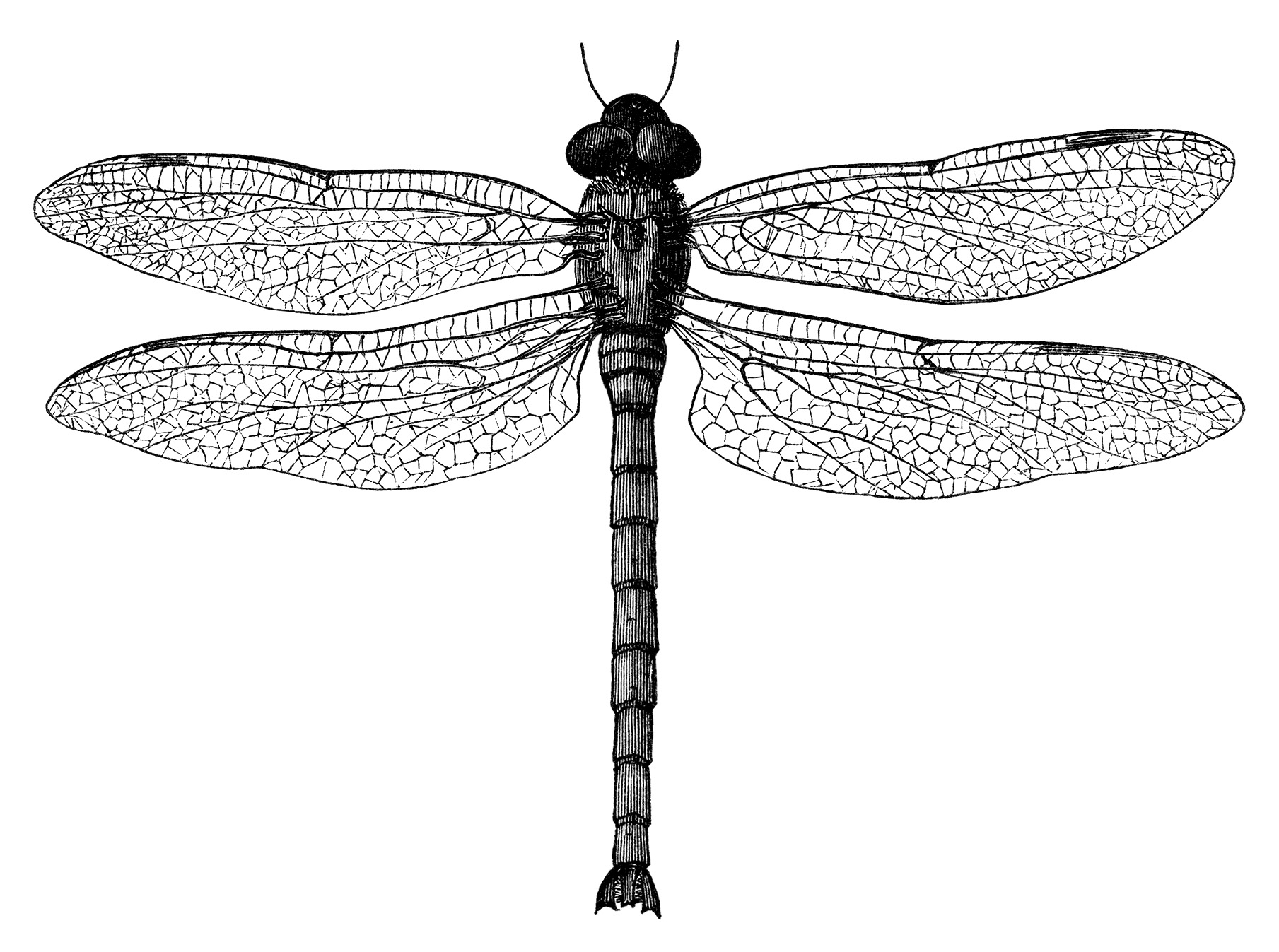 dragonfly clip art black and white