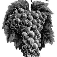 cluster grapes clipart, black and white graphics, vintage food clip art, printable fruit image, grapes branch garden illustration