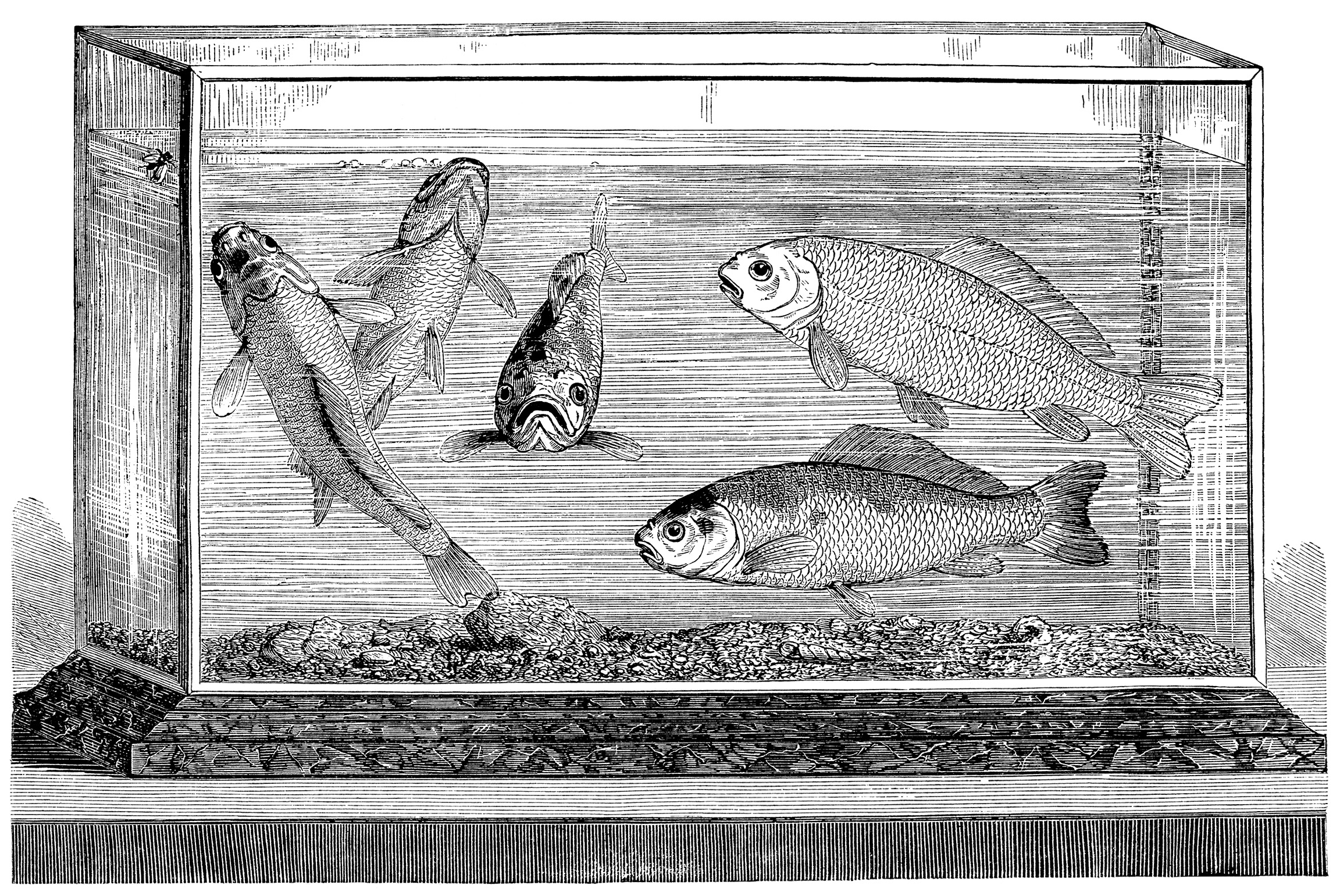 goldfish aquarium engraving, black and white clip art, vintage fish clipart, cassell's household guide