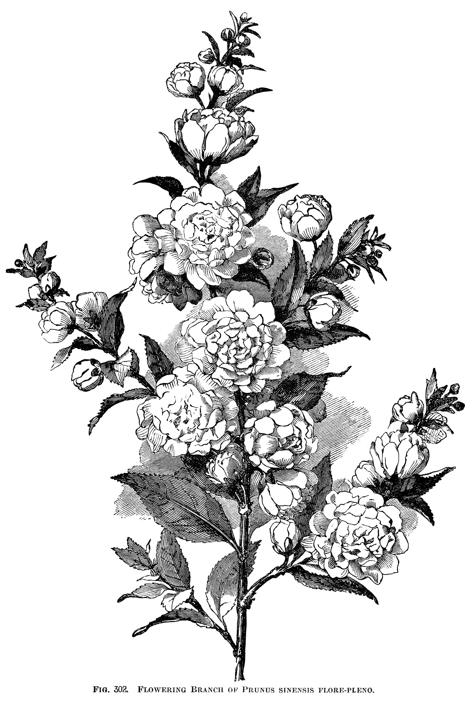 flowering branch engraving, vintage floral illustration, plum tree flower, black and white printable, botanical garden clip art