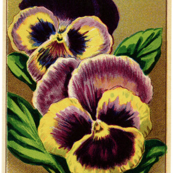 French seed packet, old fashioned seed package, vintage garden graphics, English pansy image, pensee anglaise, vintage pansy clip art