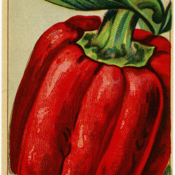 French seed packet, red pepper seed label, vintage garden graphics, bell pepper clip art, old fashioned seed package