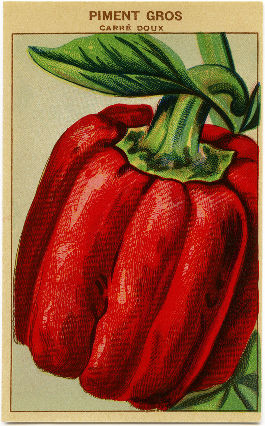 RED CAYENNE PEPPER SEED PACKET 1920's LITHO CARD CO