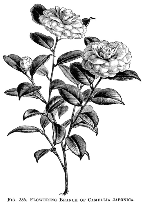 Japanese rose, camellia japonica, flowering rose branch, vintage garden clip art, black and white clipart, beautiful rose engraving