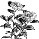 Japanese rose, camellia japonica, flowering rose branch, vintage garden clip art, black and white clipart, beautiful rose engraving