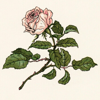 pink rose clipart, Kate Greenaway, vintage rose illustration, printable flower image, public domain floral graphics