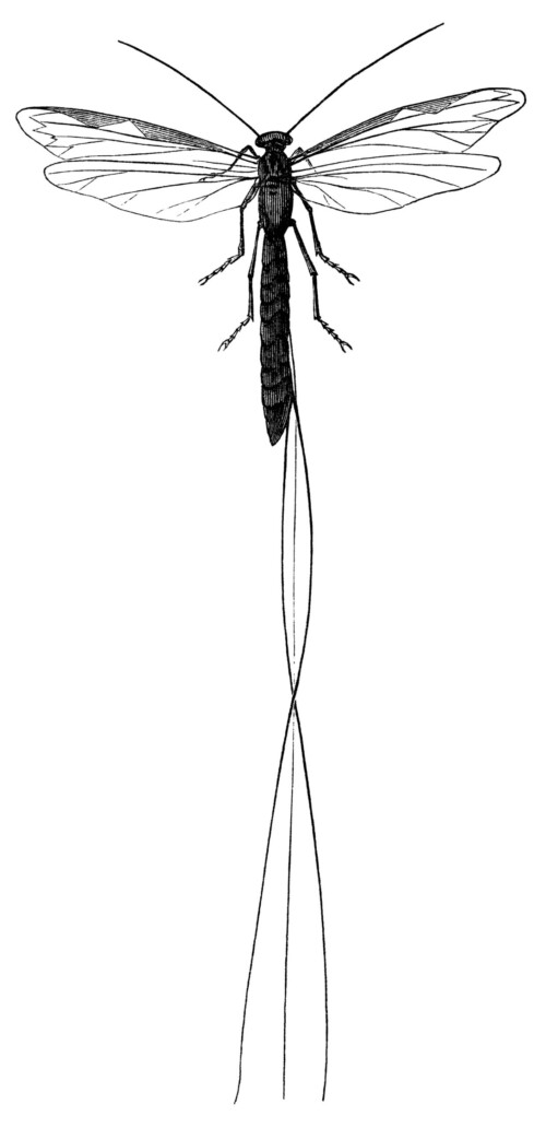 long tailed ichneumon fly, vintage dragonfly clipart, black and white clip art, membrane winged insect illustration, fly graphics free