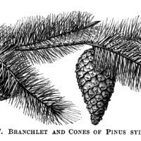 Scots tree pine cone illustration, vintage botanical engraving, pine cones on branch, black and white clip art, cone pinus sylvestris