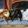 Louis Agassiz Fuertes, pomeranian vintage image free, maltese terrier illustration, vintage dog printable, small dog book plate