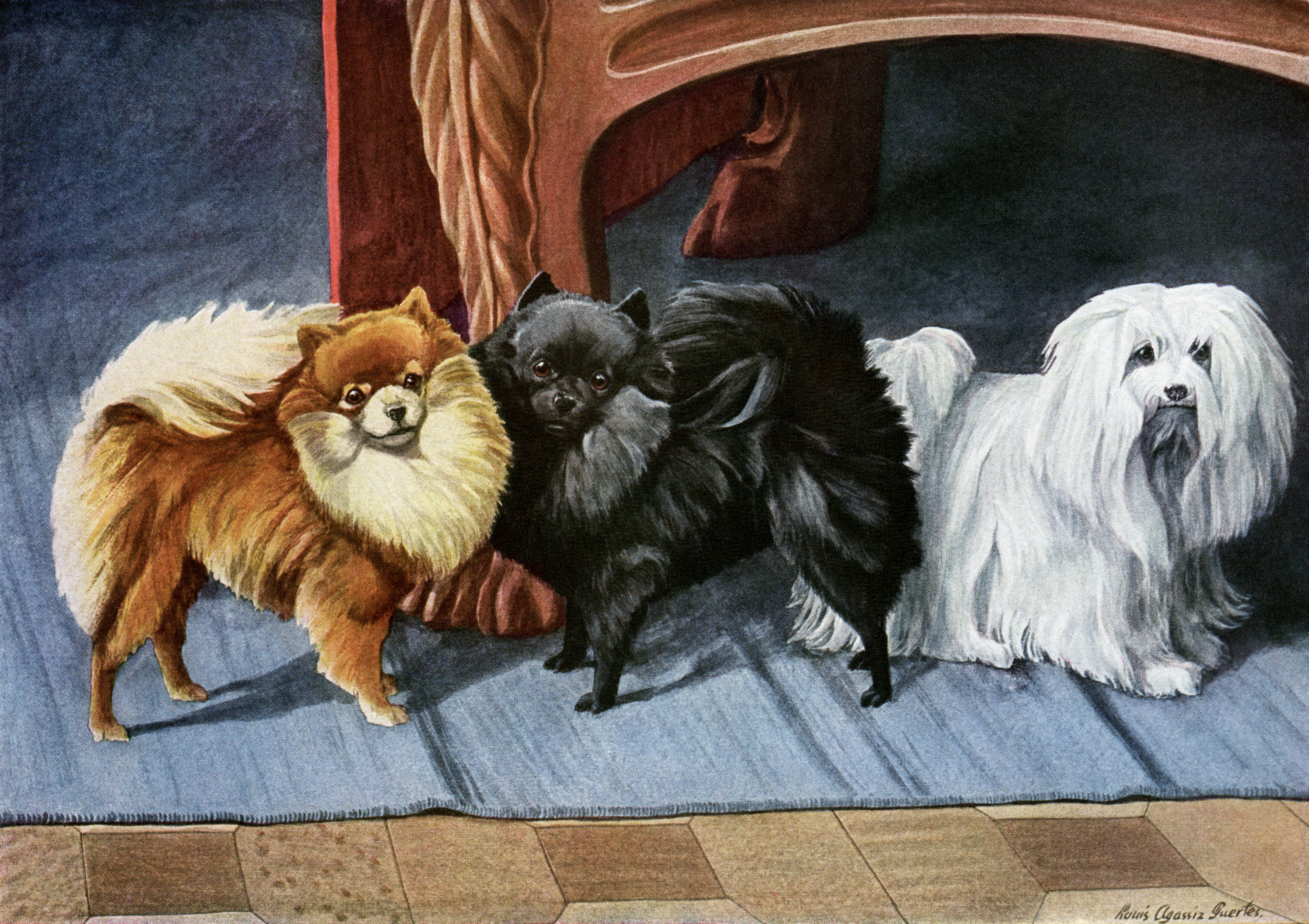 Louis Agassiz Fuertes, pomeranian vintage image free, maltese terrier illustration, vintage dog printable, small dog book plate