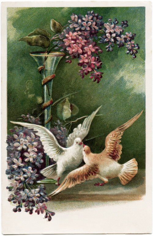 digital download image, free vintage ephemera, old fashioned postcard download, purple flowers doves clipart, vintage postcard birds, antique birthday postcard