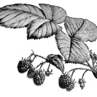 vintage raspberry clip art, old raspberry engraving, black and white clipart, botanical illustration raspberry, ripe raspberries on branch image garden printable