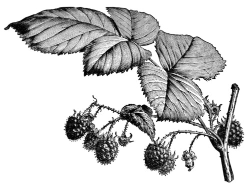 vintage raspberry clip art, old raspberry engraving, black and white clipart, botanical illustration raspberry, ripe raspberries on branch image garden printable