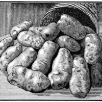 black and white clipart, vintage garden clipart, potato illustration, old magazine ad, basket of potatoes